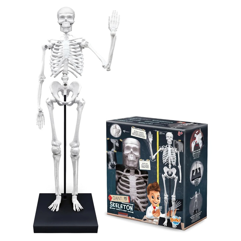 BUKI France Educational Skeleton 80cm