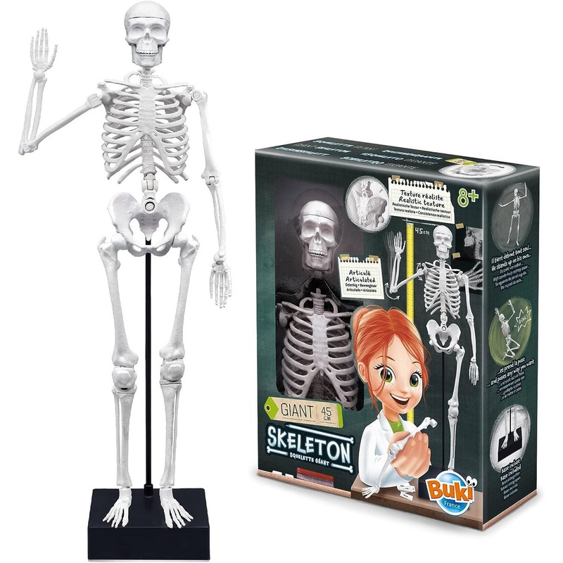 BUKI France Educational Skeleton 45cm