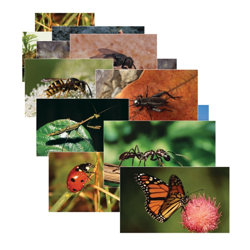 Stages Learning Materials SLM158 Insects & Bugs Real Life Learning Poster Card Set (Pack of 14)