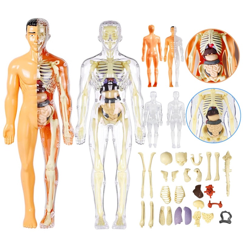 Sufeasdf 3D Human Body Anatomy Model(Half&Fully Transparent) for Kids, Skeleton Model Kids, Children Diy Skeleton Model Toy, Edu