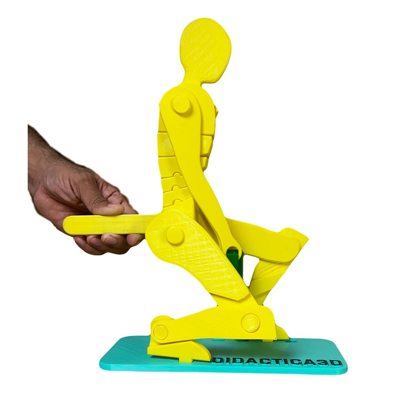 Didactica3D, Correct Lifting Model, Demonstration Figure, Anatomy (Big Yellow)