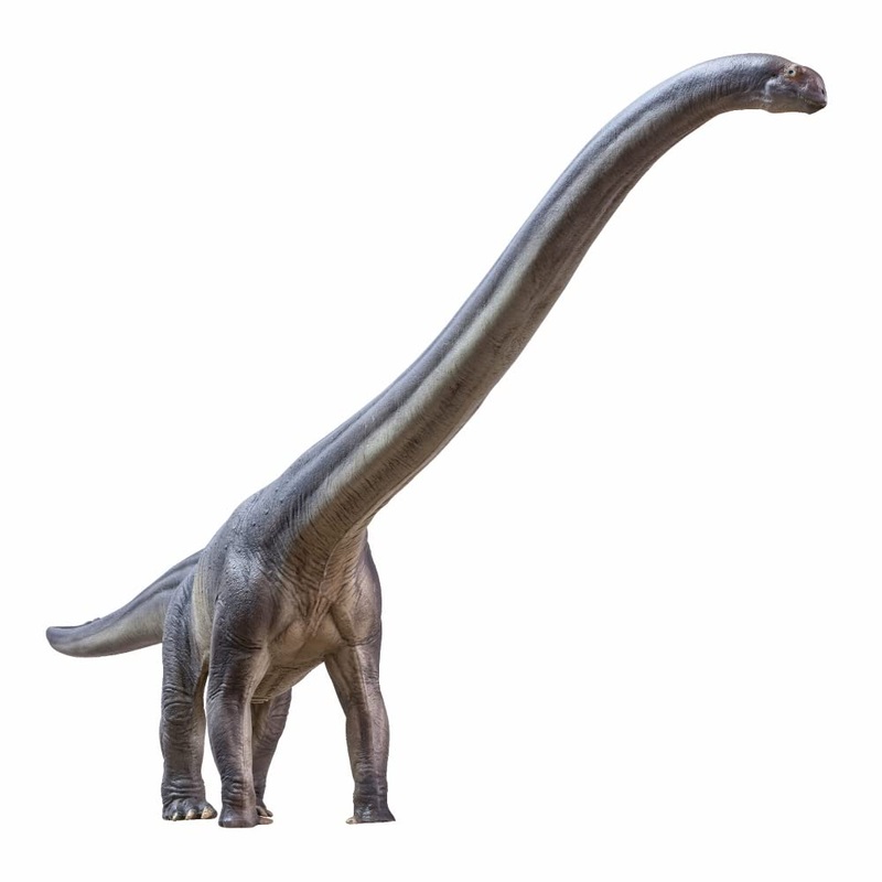 Pnso Dinosaur Museums Series (New Er-Ma The Mamenchisaurus 1:45 Scientific Art Model)