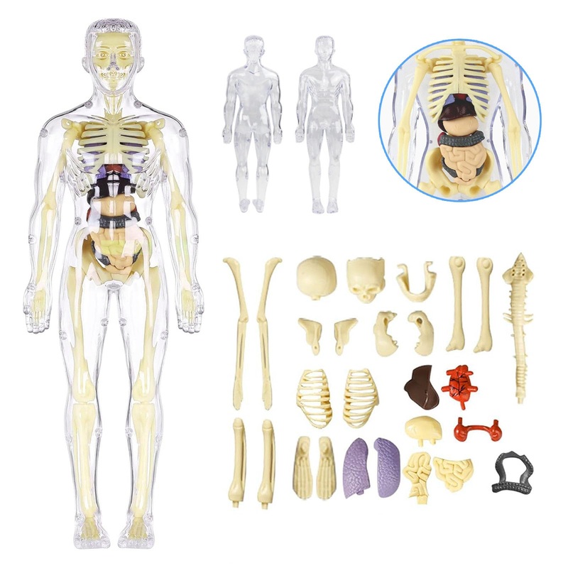 Sufeasdf 3D Human Body Anatomy Model For Kids 8-12, Transparent Skeleton Diy Toy, Educational Science Kit With Removable Parts