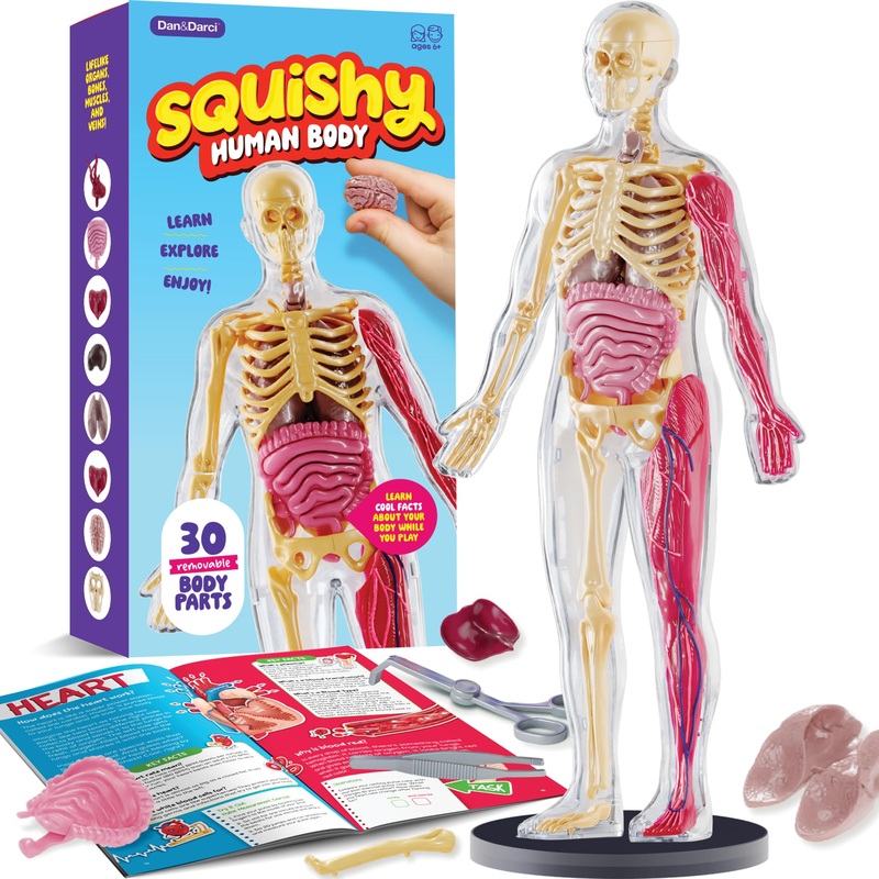 Human Anatomy Squishy Body Model – Science Kits For Kids Ages 4-8 – Stem Toys For 4 5 6 7 8 Year Old Boy Birthday Gift – Learnin