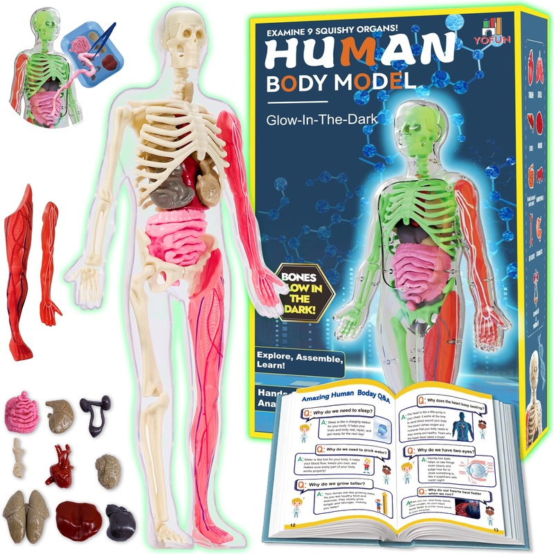 Yofun Human Body Skeleton Model Kits For Kids,Interactive Anatomy Science Kit – Removable Muscles, Organs,Bones,Stem Educational