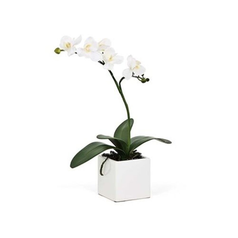 Torre & Tagus Orchid Potted Single Stem 16 – White, Ceramic.