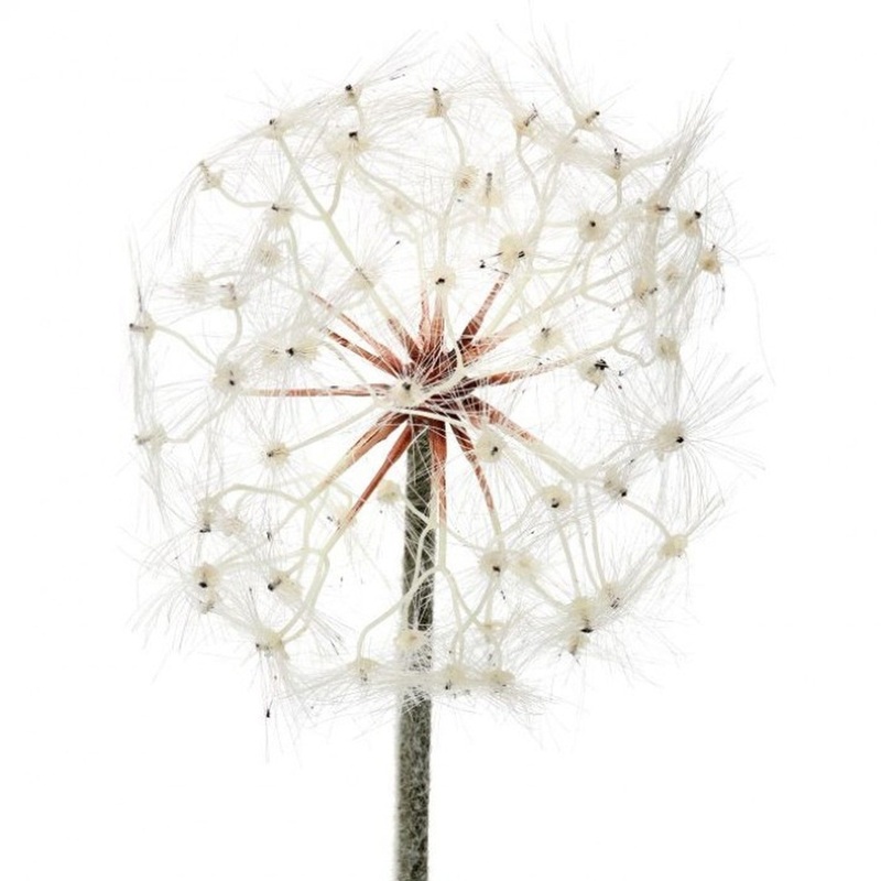 Regency International Deluxe Dandelion Spray 35 8D