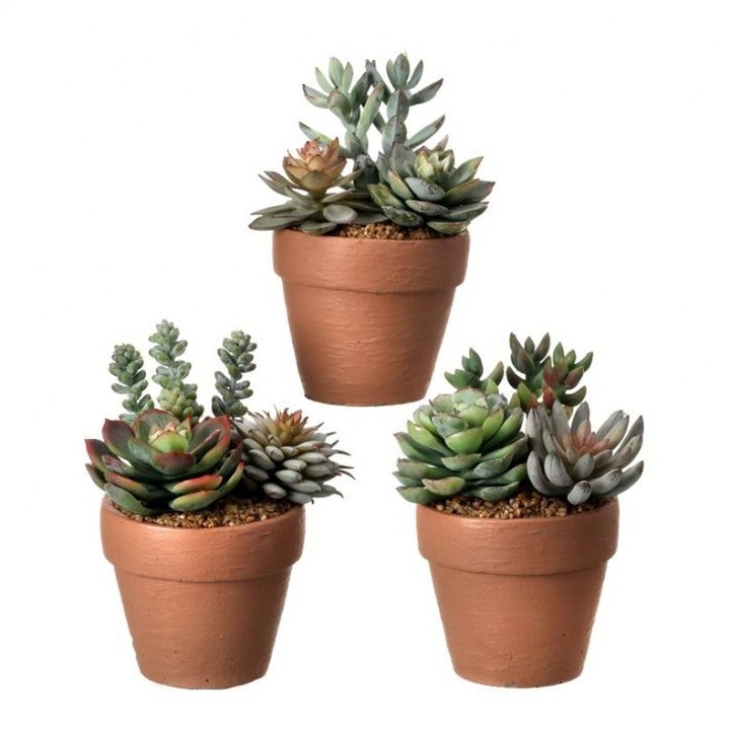 Regency International Frosted Succulent in Clay Pot 5.5 Set of 3, Assortment