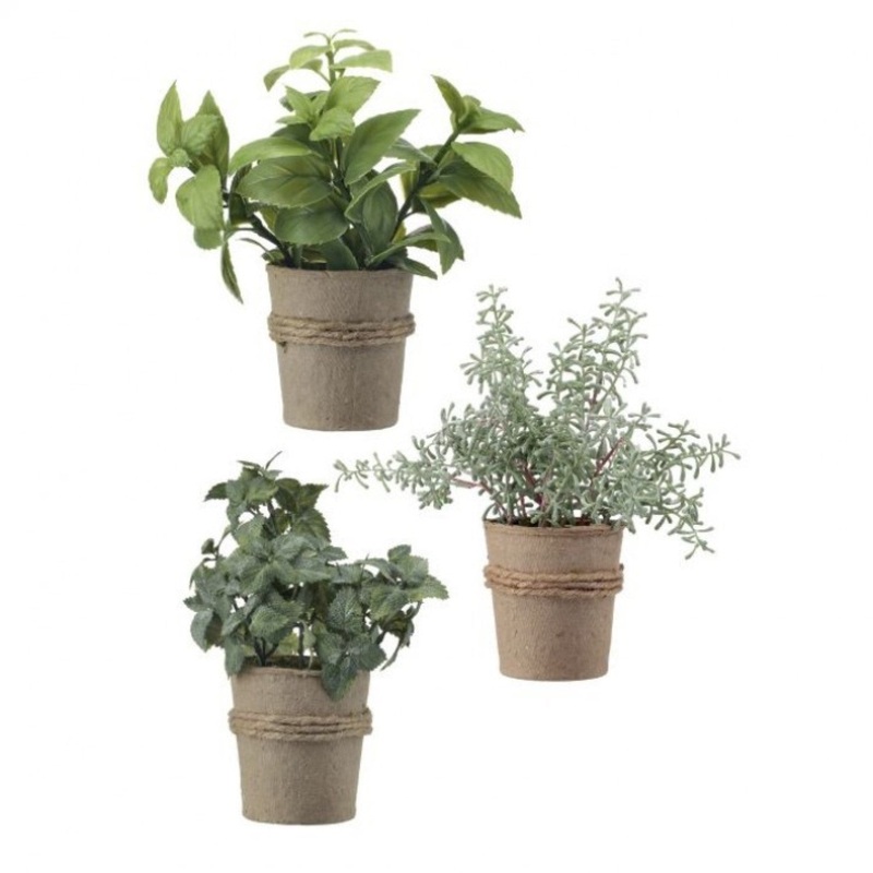 Regency International Potted Herb in Pulp Pot 9.5 Set of 3, Assortment