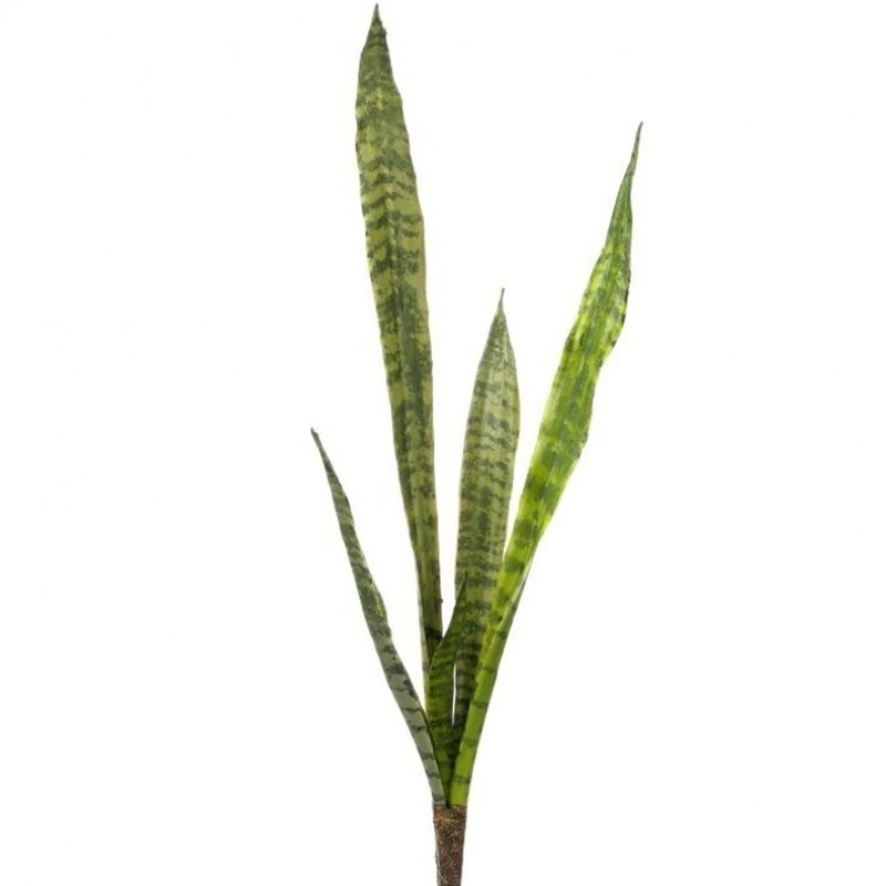 Regency International Eva Sanseveria 27