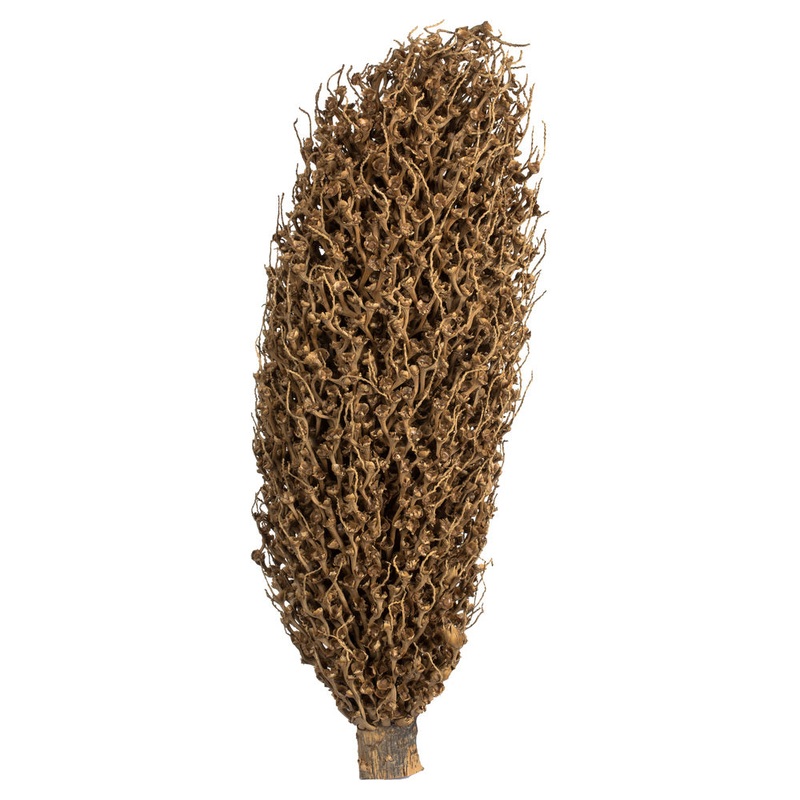 Vickerman 22 x 7 avg Natural Olympia Seed Pod, 1 piece, Dried