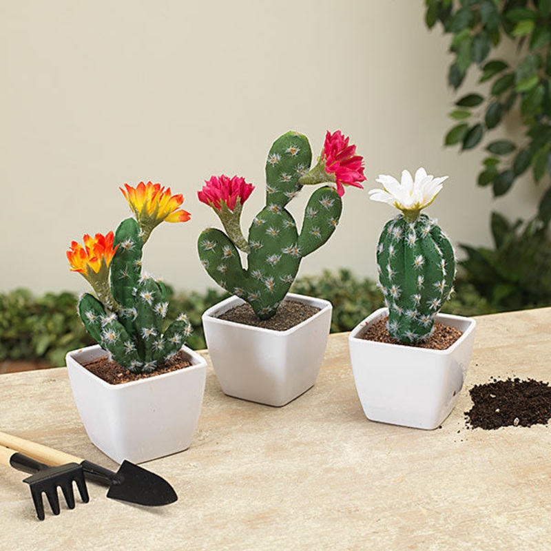 Gerson Companies 7H Potted Cactus Flowers, 3 Asst