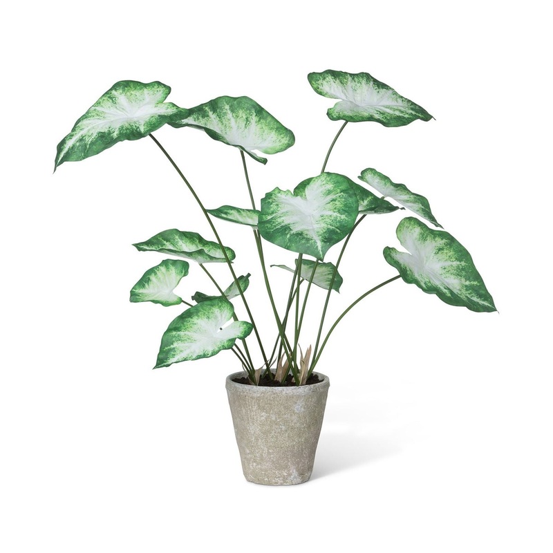 Park Hill Collection Garden Floral Caladium, Potted, Green White