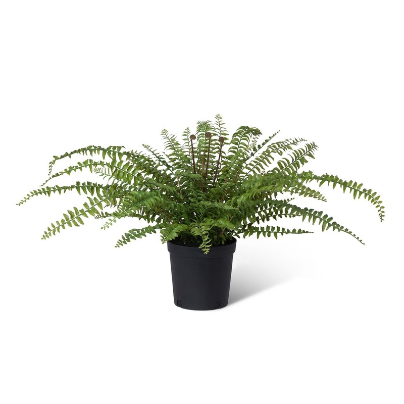 Park Hill Collection Garden Floral Fern In Growers Pot