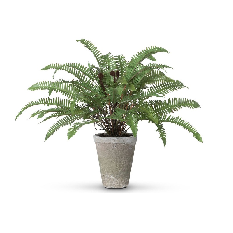 Park Hill Collection Garden Floral Flat Fern, Potted