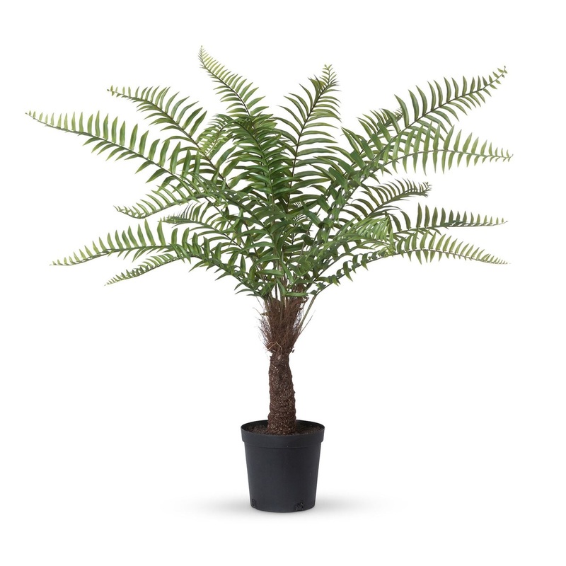 Park Hill Collection Garden Floral Giant Tree Fern In Growers Pot