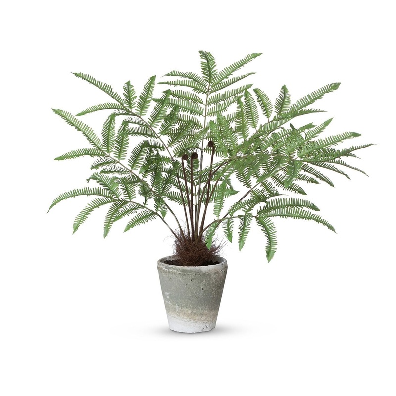 Park Hill Collection Garden Floral Large Flat Fern, Potted