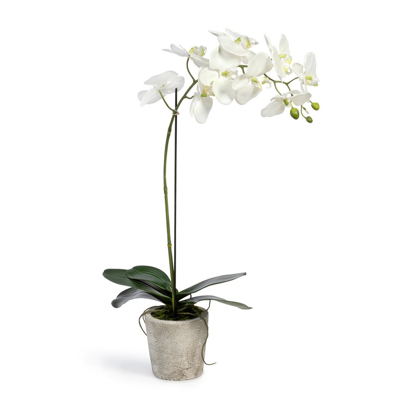 Park Hill Garden Floral Phalaenopsis Orchid Plant In Concrete Pot Large