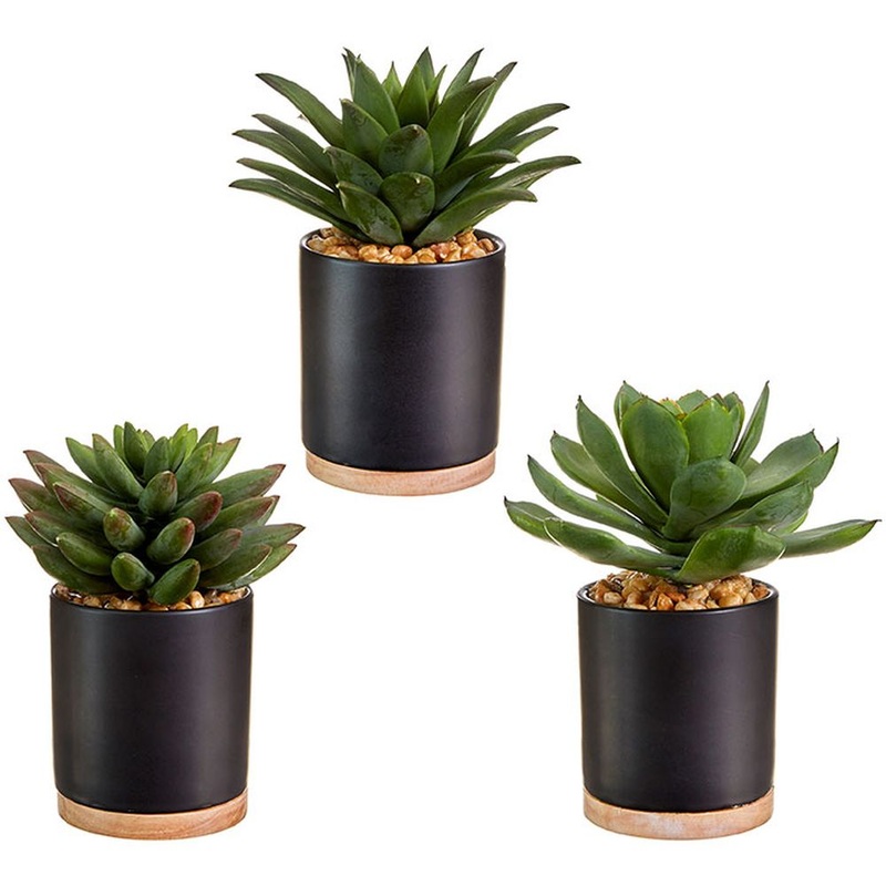 Raz Imports Botanical Farmhouse 6.75 Potted Succulent, Assortment of 3